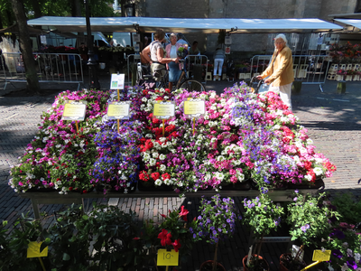 850278 Afbeelding van een uitstalling bij een plantenkraam op de bloemen- en plantenmarkt op het Janskerkhof te ...